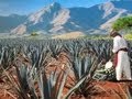 The process of Tequila