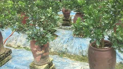 CÁCH CHĂM SÓC QUẤT GIAI ĐOẠN HOA VÀ QUẢ NON CHỐNG RỤNG