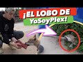 EL LOBO 🐺 de YoSoyPlex | Este FAMOSO YOUTUBER le da CARNE 🥩 a su LOBO y ESTO FUE LO QUE PASÓ...