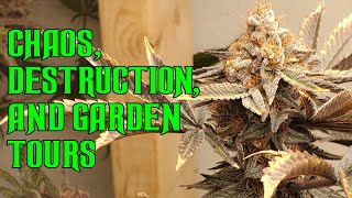 Should I cull my outdoor grow? Vote now! #marshydro #ilgm #blazingjanes