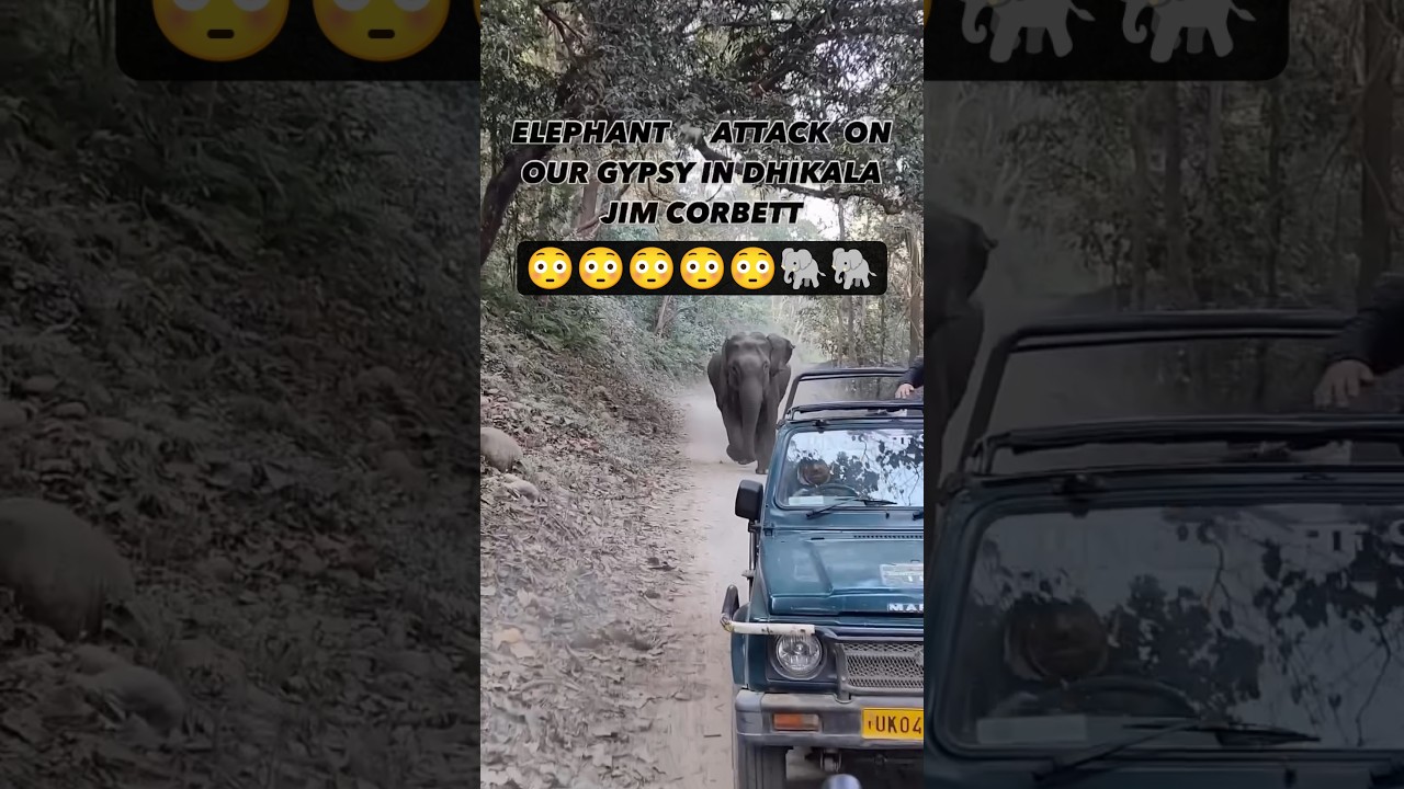 Elephant Attack During Jim Corbett Jungle Safari! 😱🐘 