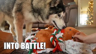 Husky Chaos Continues! Tree nearly Gets Taken Out! by Jodie Boo 33,913 views 4 months ago 18 minutes