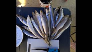King George Whiting After Dark – Shallow Inlet Session