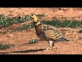 Sandgrouses in northeast Spain