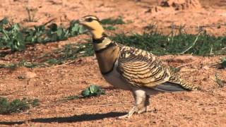 Sandgrouses in northeast Spain