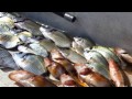 Pesca de fondo en Mallorca de sargos y chopas