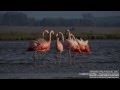 FLAMENCO AUSTRAL (Phoenicopterus chilensis) Otros nombres: Flamingo-chileno / Austral Flamingo