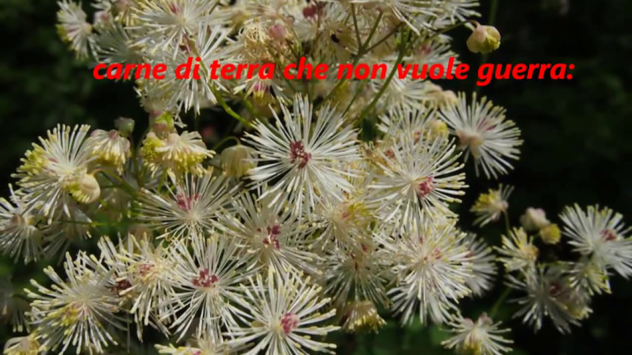 BALLATA DELLE DONNE di Edoardo Sanguineti