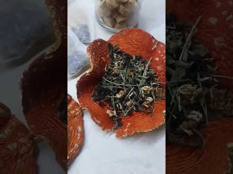 Чай из мухомора.  Микродозинг.