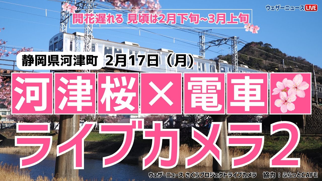桜ライブカメラ2】河津桜×電車(伊豆急行)／静岡県河津町 ふらっとCAFE