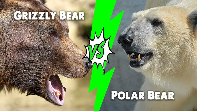 Bison Vs Grizzly Bear Who Would Win Grizzly Bear Vs Polar Bear Who Would Win