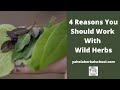4 REASONS YOU SHOULD WORK WITH WILD HERBS!