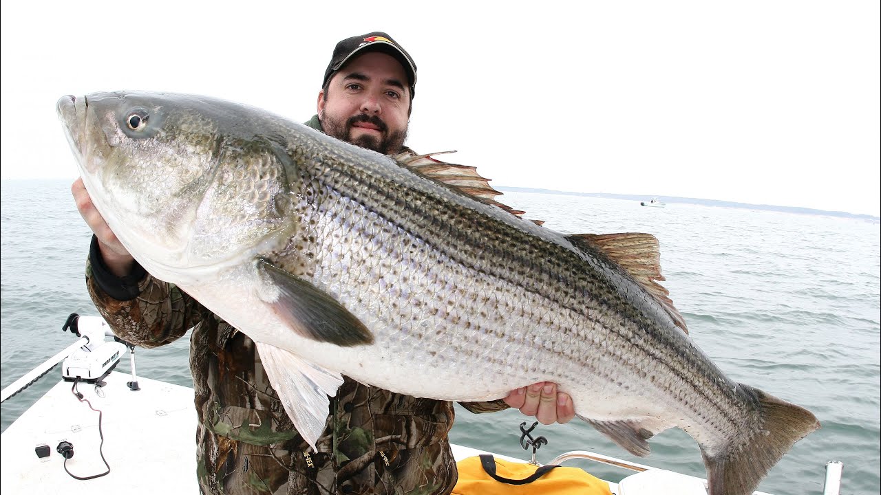 Striper fishing with Eels on the Chesapeake Bay. CBBT STRIPERS YouTube