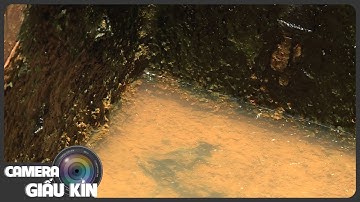 Sống chung với nước nhiễm độc ASEN | AN TOÀN SỐNG