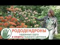 Видео журнал СОФ 150 РОДОДЕНДРОНЫ Надежные сорта и секреты пышного цветения Видео журнал СОФ 150 РОДОДЕНДРОНЫ Надежные сорта и секреты пышного цветения