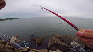 Northwest Indiana Summer and Fall Steelhead/Salmon Compilation