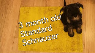 3 Month Standard Schnauzer | Burt Updates #2