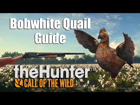 Bobwhite Quail Hunting Guide - theHunter Call of the wild - YouTube