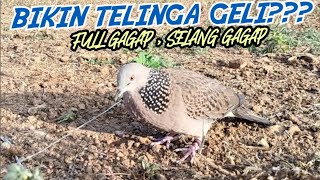 SUARA PIKAT TEKUKUR SUPER MERSIK GAGAP FULL ,SELANG GAGAP.