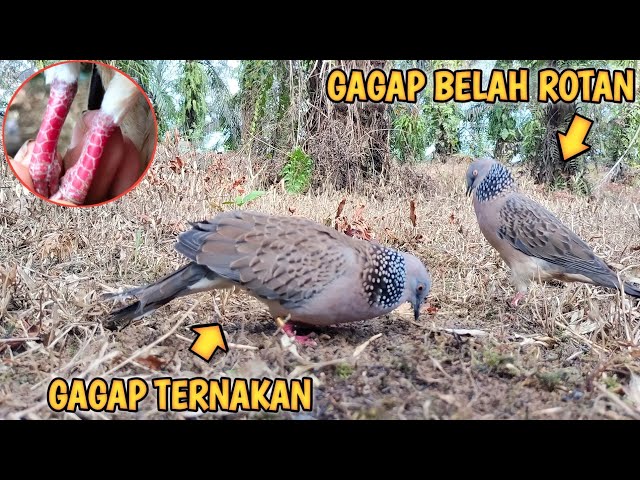 PIKAT BURUNG TEKUKUR GAGAP DAPAT TARGET GAGAP KAKI BELAH ROTAN FULL class=