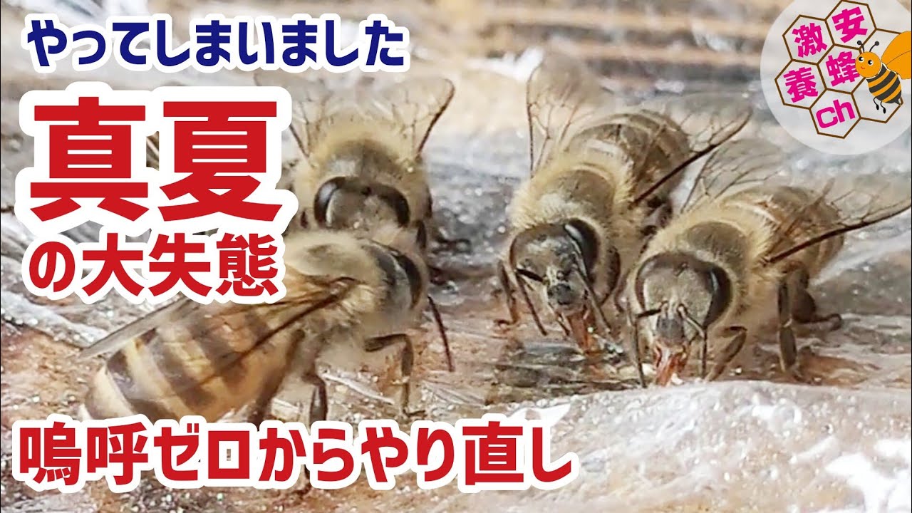 The Queen Bee survived. Honeycombs fell even with anti-collapse