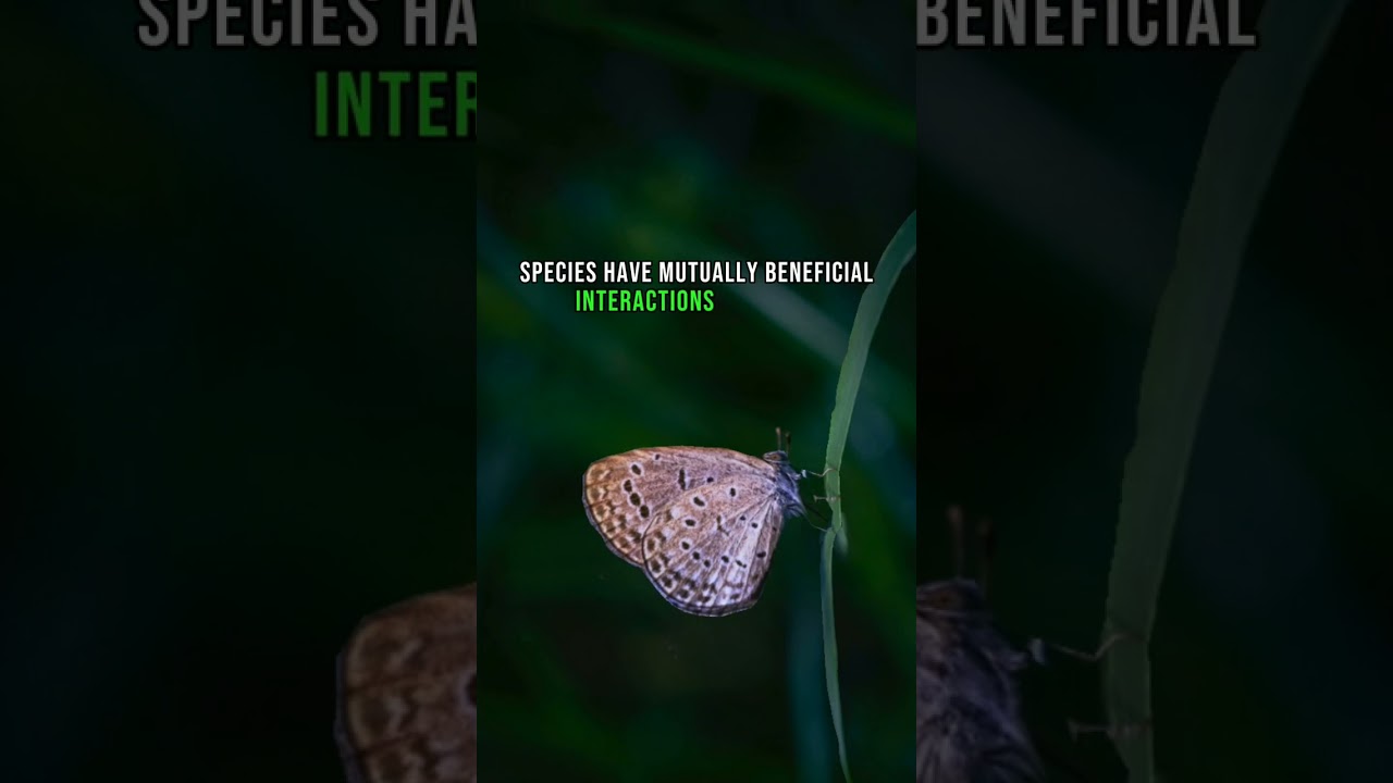 Gossamer Winged Butterfly 