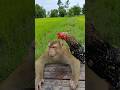 Best Video Of SokYaa OG To To And Mom Are Famous Amazing Shorts Best Video Of SokYaa OG To To And Mom Are Famous Amazing Shorts