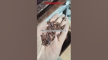 Roasted Cocoa Bean Peeling Machine/Cocoa Bean Cracker/ How to Peel Cocoa Beans?