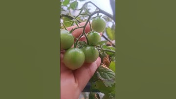 anggur hijau #shortsfeed #tomato #tomathijau #anggurhijau #cherrytomatoes #tomatanggur #tanamtomat