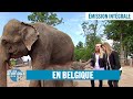 En Belgique, à la découverte de drôles d&#39;animaux - Émission intégrale