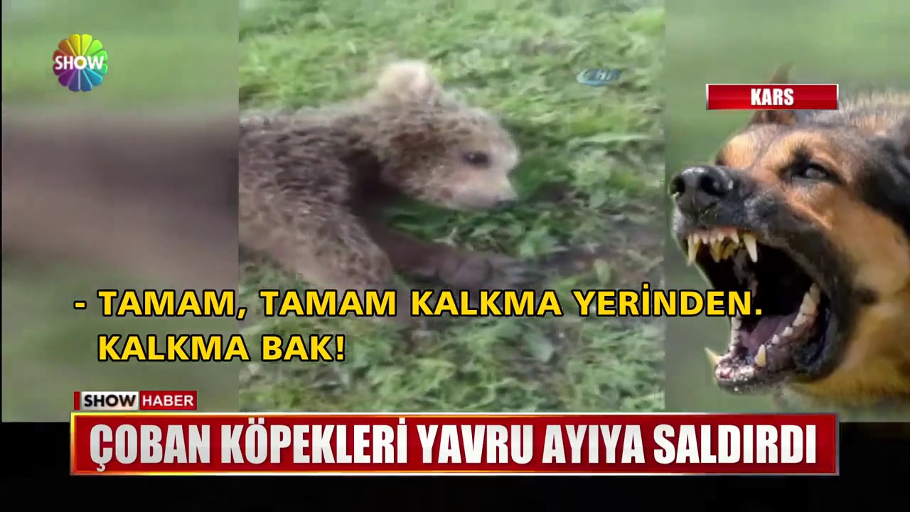 Ayı Yavruları Resmi Ilosofia