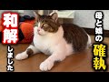 急に不仲になった母猫と娘猫が和解しました