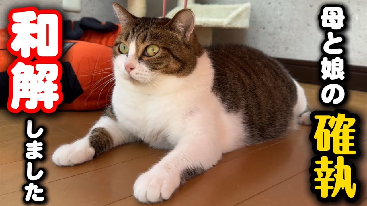 急に不仲になった母猫と娘猫が和解しました