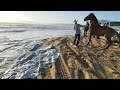 HORSES PISMO BEACH DUNES DUNAS CAN AM RZR glamis and dumont ready