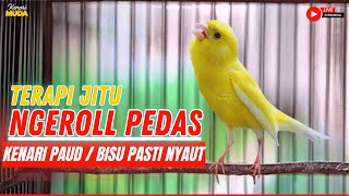 Download lagu Kenari GACOR PANJANG INI Cocok untuk Masteran KENARI PAUD dan Kenari Macet BUNYI