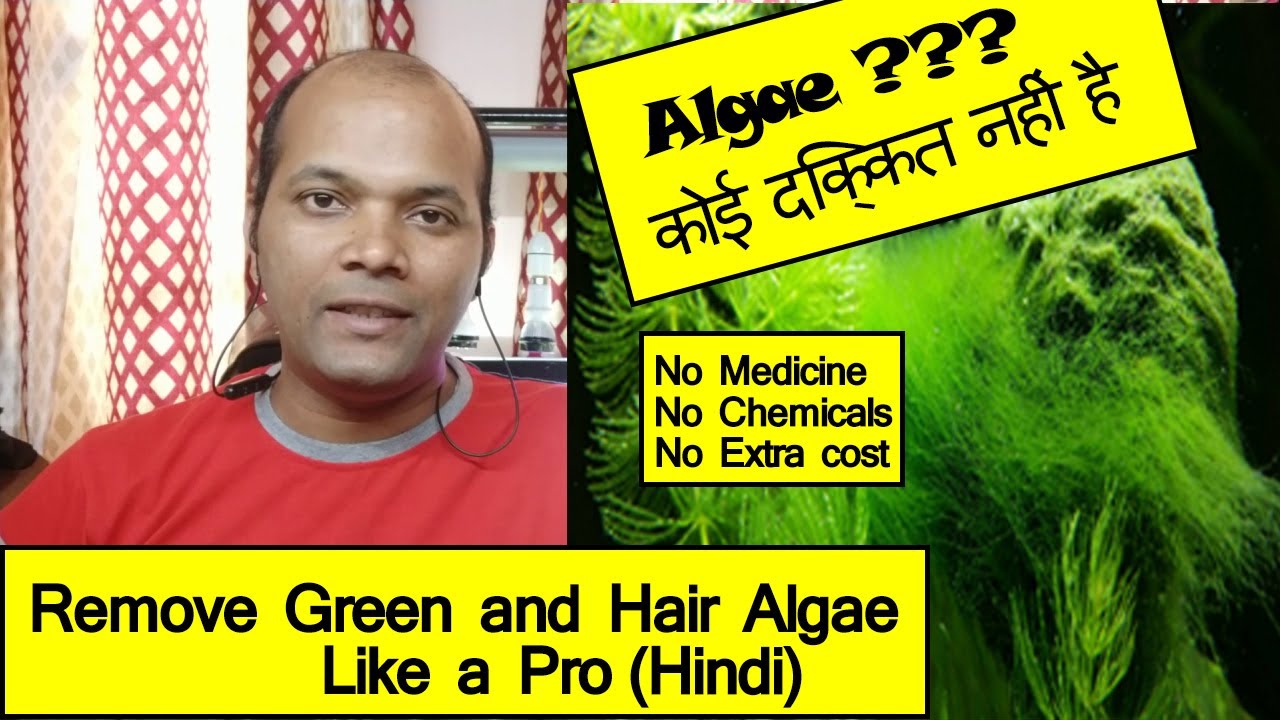 Fix green and hair algae issues with no cost like a pro (Hindi) Part