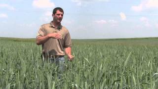 Triticale Nurse Crop from Millborn Seeds