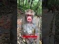 🐵🐷😂 Do you think this pig nose is a perfect match for the little monkey? #FunnyAnimals #Monkey