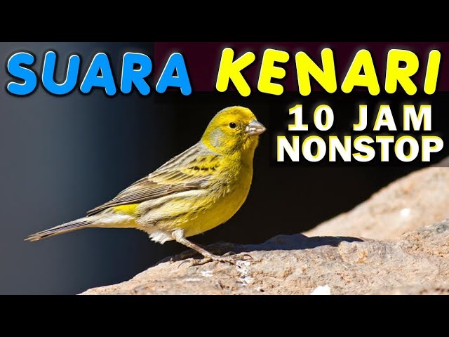 Suara burung masteran kenari 10 Jam nonstop-suara kicau burung kenari class=