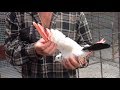 Шикарные Черношейки . Молодеж / Beautiful fancy pigeon /High flying pigeon(Лев Горбунов , Тольятти)