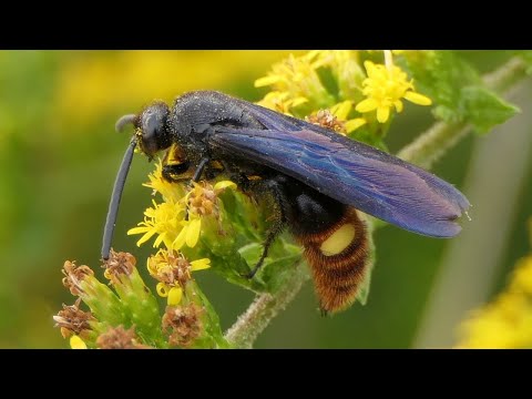 If you see a swarm of these in your yard, don't worry! | Blue-winged Wasps