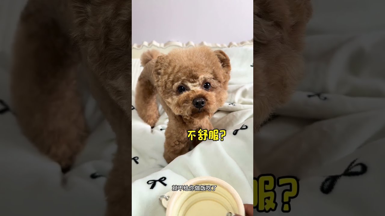Ce Pauvre Chien N A Pas Mang Depuis 10jours Pourtoi