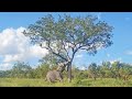 Elephant casually pushes down massive tree