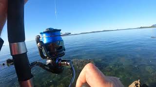 Find the structure and you’ll find the Tuskfish! The water clarity was amazing  this day 