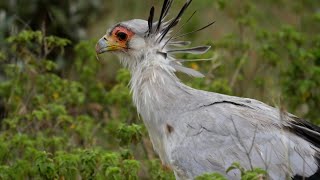 Stomping Predators: The Secretary Birds of SubSaharan Africa #SecretaryBirds #Wildlife