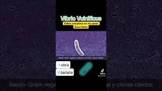 Vibrio Vulnificus o bacteria c0m3 Carn3 #vibrio