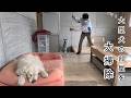 大型犬の大部屋を大型犬と大掃除して往生した・・・。 #メイちゃんねる