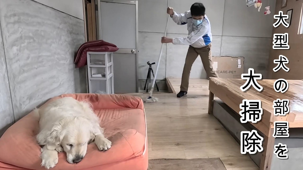 大型犬の大部屋を大型犬と大掃除して往生した・・・。 #メイちゃんねる