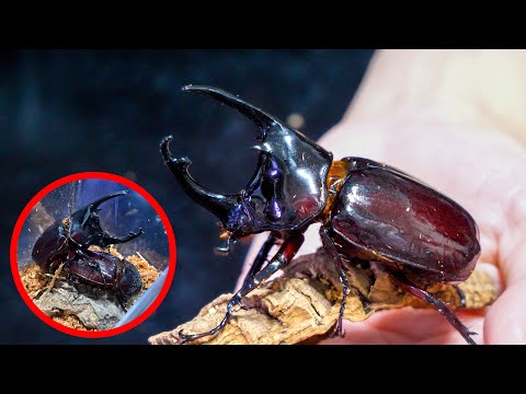 ケンタウルスにも抜群！プレミアム3次発酵カブトムシマット【6袋セット】産卵にも！ ケンタウルスにも抜群！プレミアム3次発酵カブトムシマット【6袋