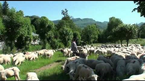MON BEAU CANTAL 32 TRANSHUMANCE DE MOUTONS MANDAILLES 2012